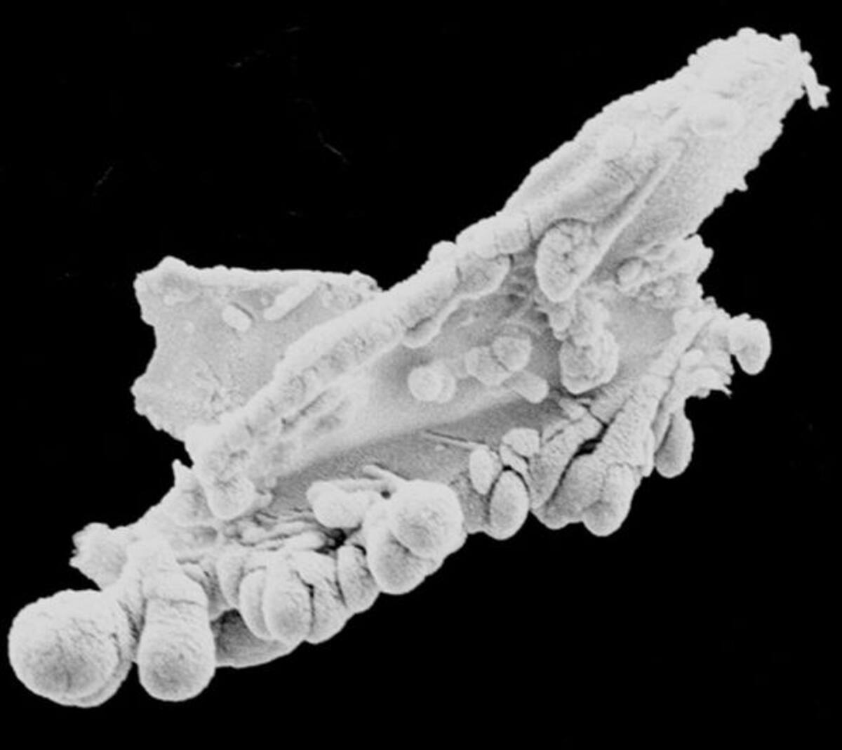 Partícula del dragón, entidad biológica recolectada durante una lluvia de estrellas en la Tierra. Cortesía