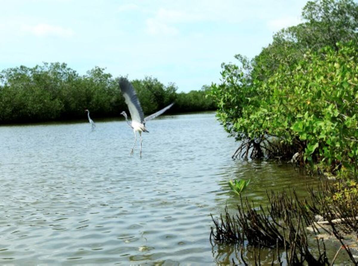 Cuando los pescadores ven garzas y pelícanos caminando en la Ciénaga, significa que en ese sector no hay profundidad.
