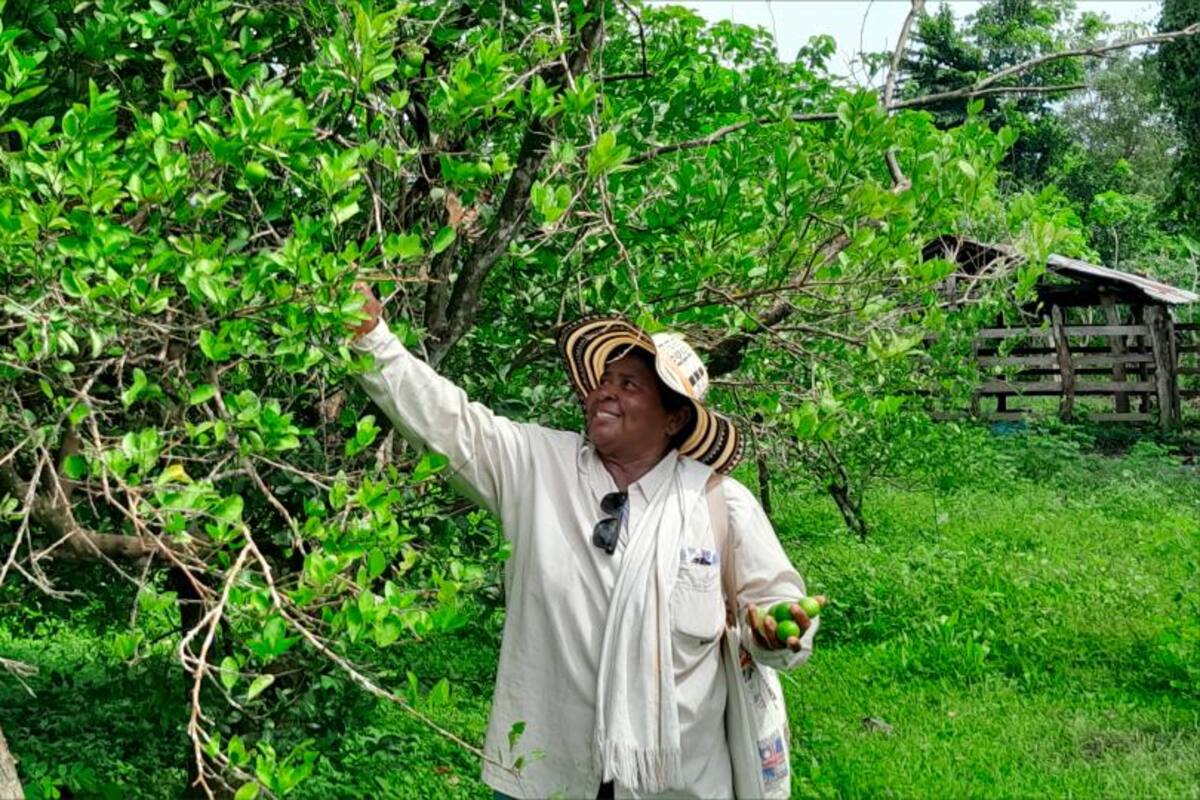 El limonar de Mercedes en Marialabaja: “la vida está en el campo”