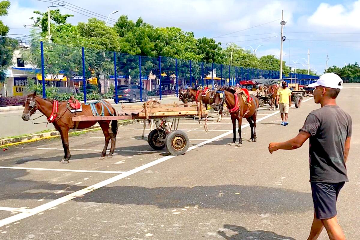 Barranquilla avanza en la sustitución de vehículos de tracción animal