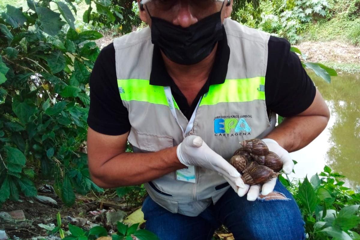 Caracoles africanos y las razones por las que Cartagena debe preocuparse