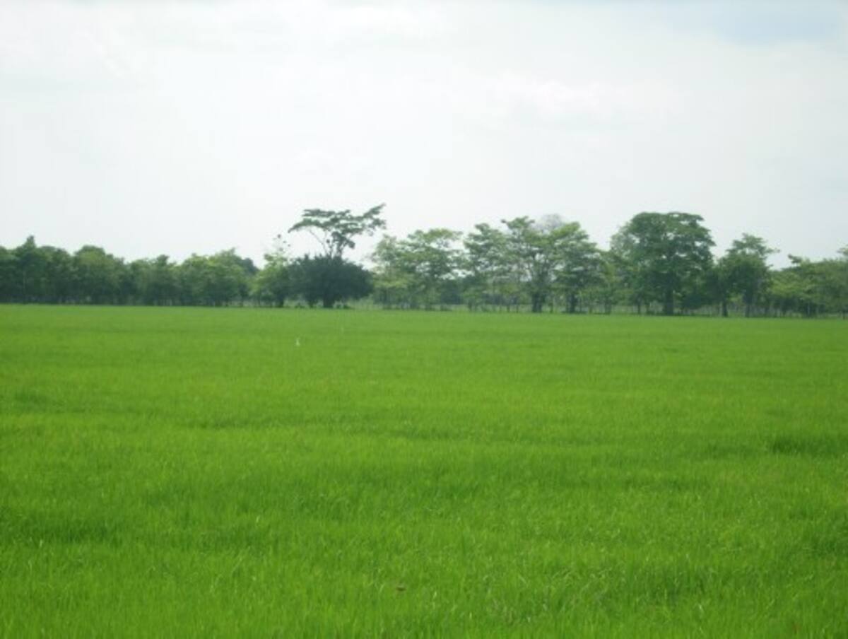 La siembra de arroz se reduce cada vez más en Bolívar. HERMES FIGUEROA A. - EL UNIVERSAL
