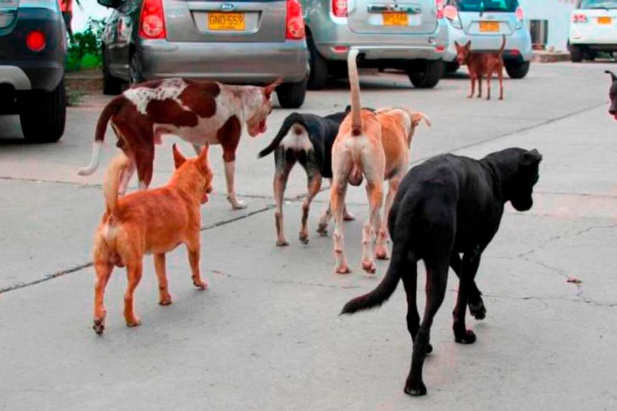 A un paso de ser ley la esterilización nacional para perros y gatos callejeros