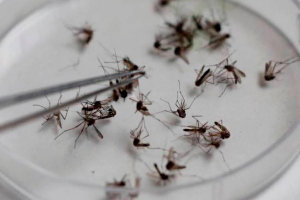 Alerta por alza en los casos de dengue en Cartagena: van 2.193 este año