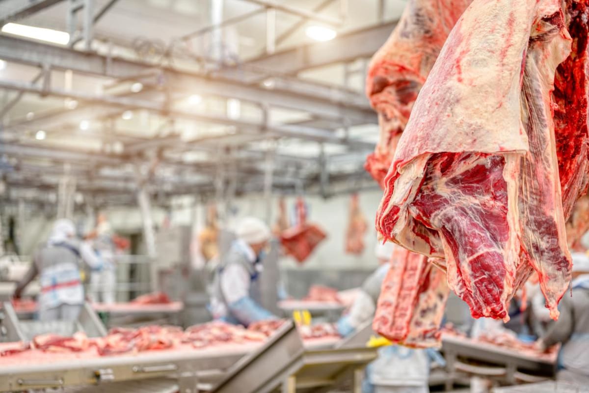 Dos empresas habrían usado a niños para limpiar mataderos de animales