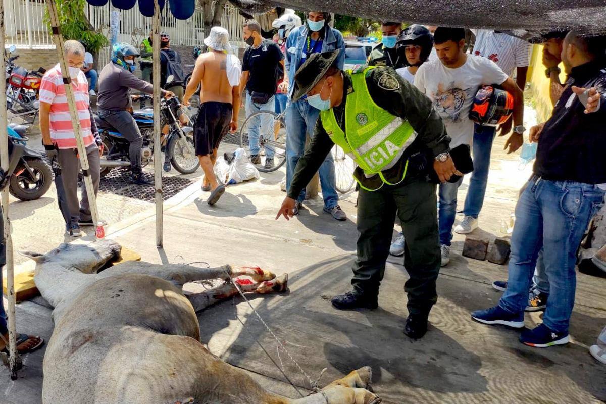Policía capturó a dos personas en Barranquilla por maltrato animal