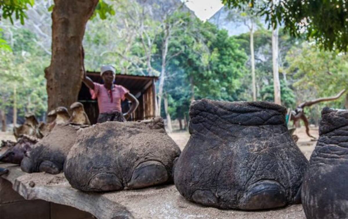 En la imagen, cazadores en Mozambique exhiben pies de elefantes tras sacrificarlos. Sstock.
