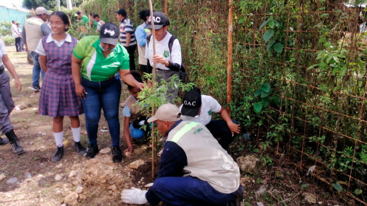 Cerca de 34 mil árboles se sembraron durante 2022 en las tres localidades de la ciudad, según reportó el EPA. //Cortesía