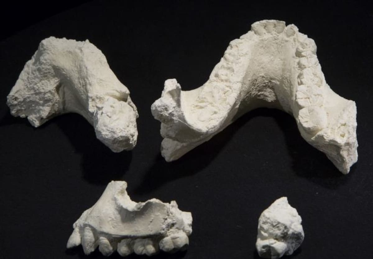 Nueva especia humana 'Lucy'. AP