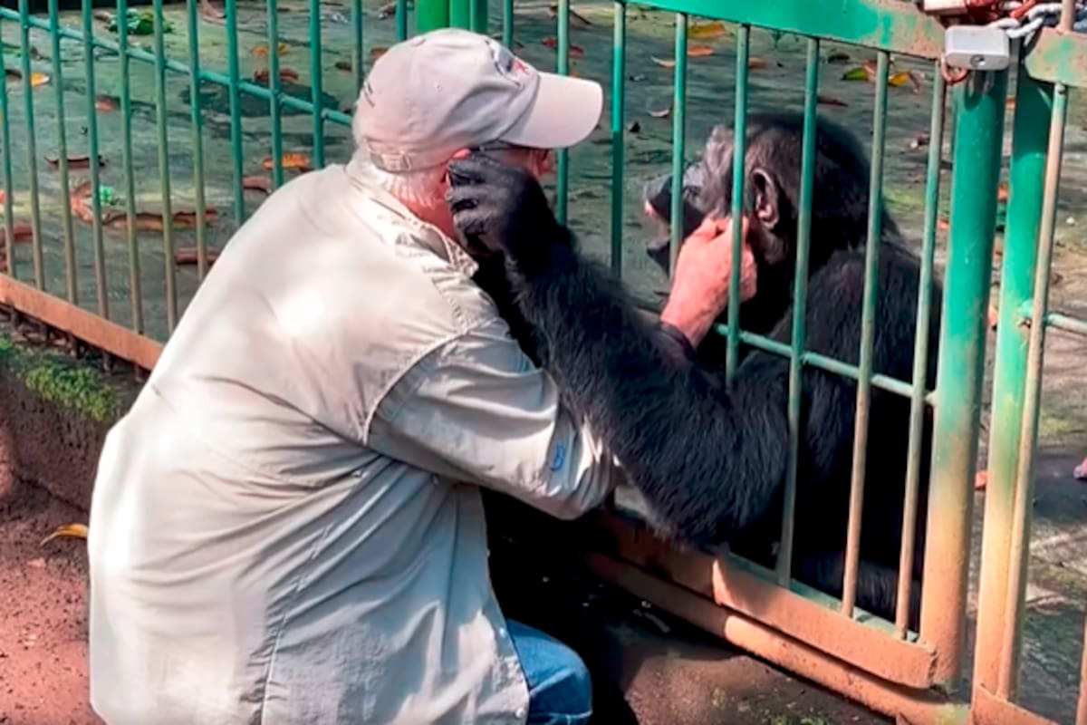 La conmovedora despedida de veterinario que cuidó a un chimpancé en Nicaragua