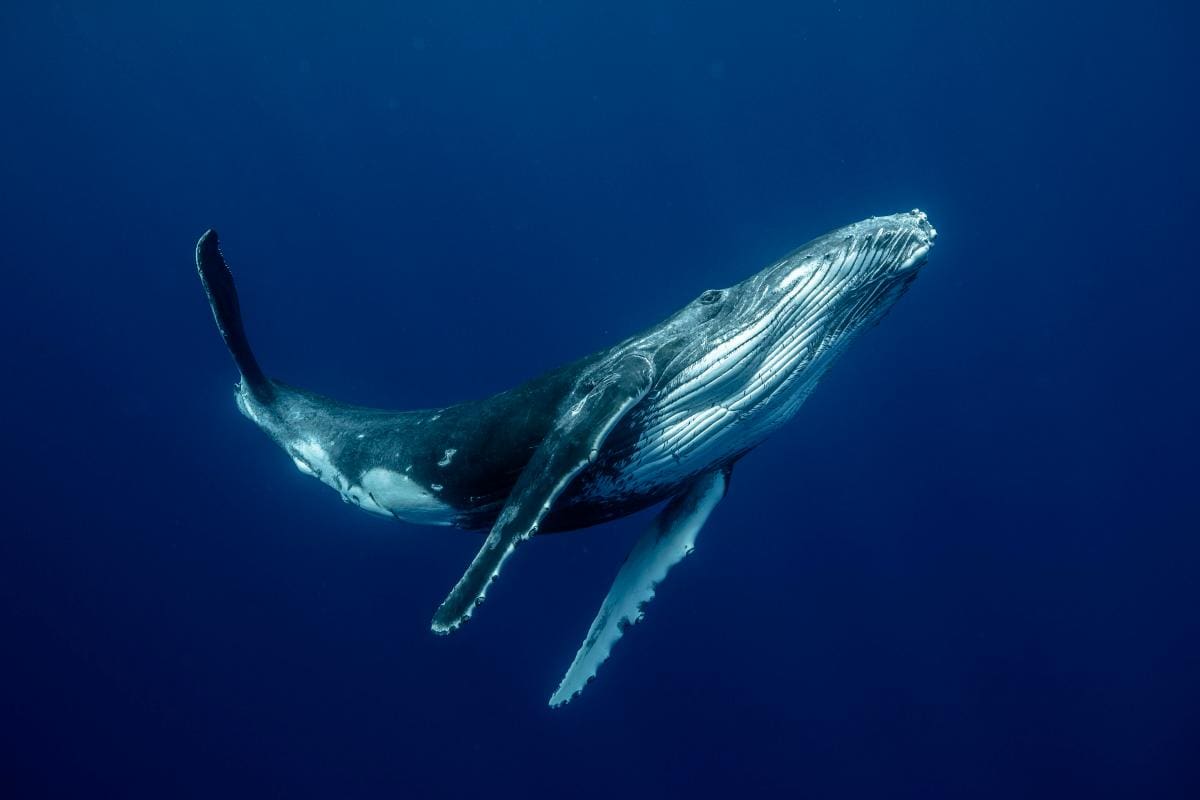 ¿Qué hace que canten las ballenas? Descubren el fascinante mecanismo