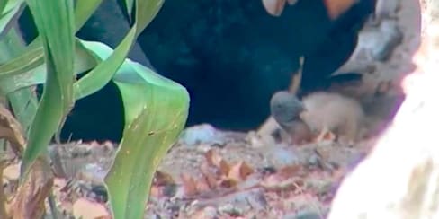 Aviario Nacional: nace cría de Cóndor en Cartagena