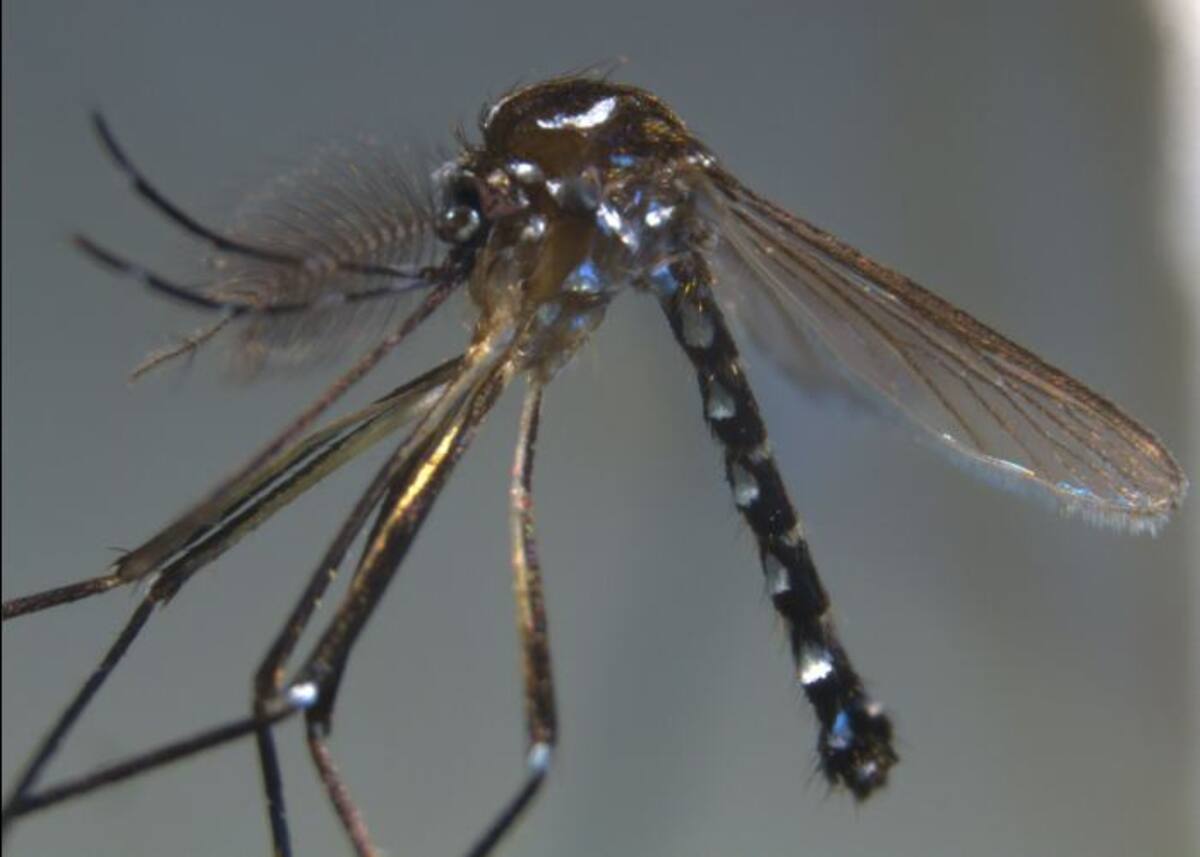 El dengue es transmitido por mosquitos. AFP