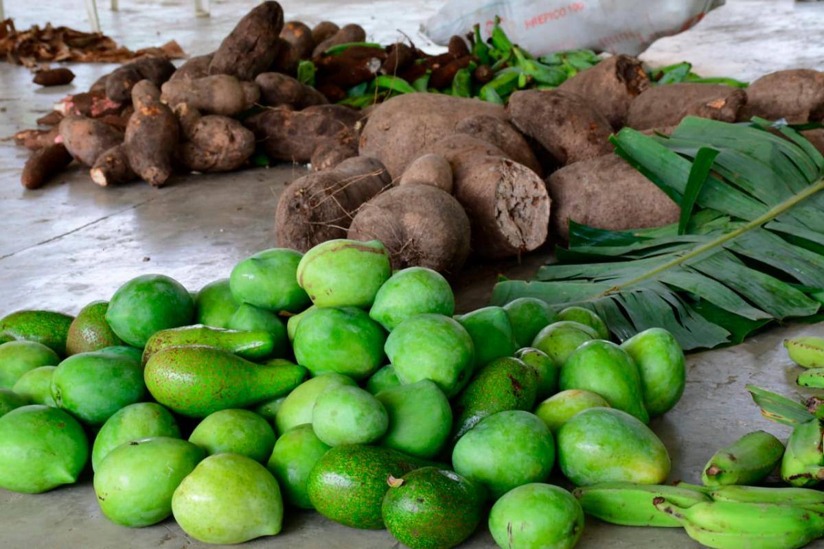 Yuca, ñame, plátano, aguacate y mangos entre los productos que serán repartidos.