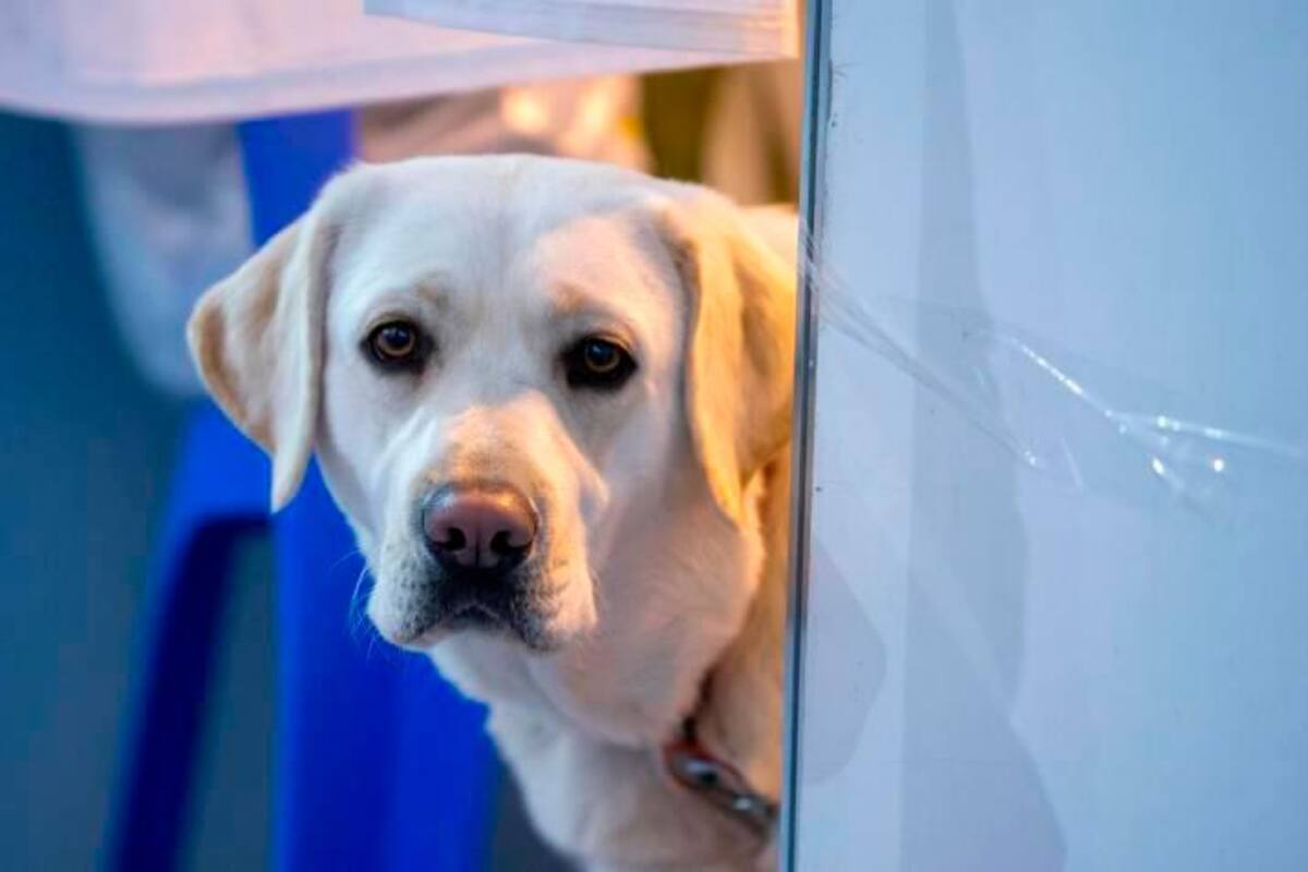Corea del Sur debate la prohibición del consumo de carne de perro