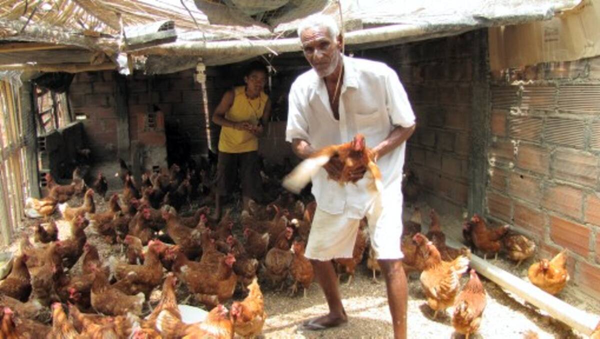Roberto Torres Teherán, de 71 años, muestra los huevos que ponen sus gallinas en el patio de su casa. Lo acompaña un nieto. ANIBAL THERAN TOM-EL UNIVERSAL