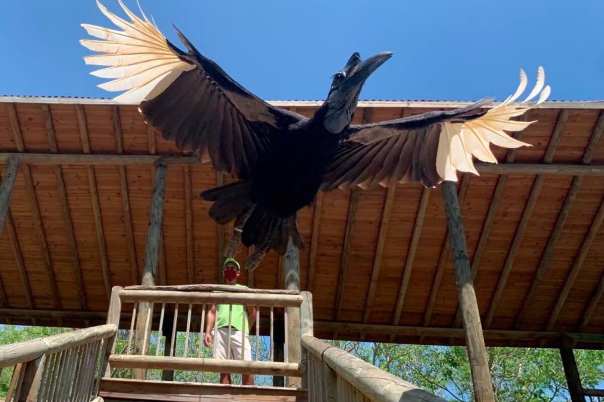 Alas en cuarentena en el Aviario de Barú