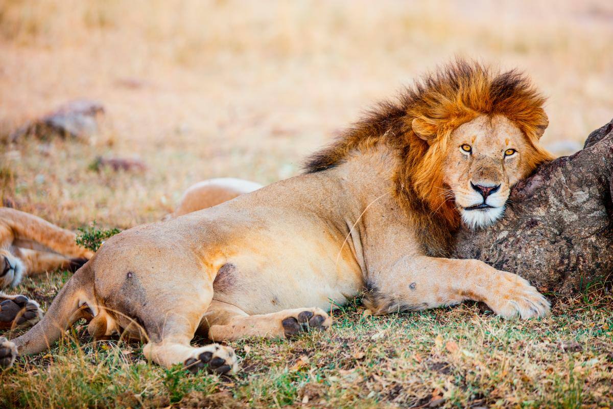 El clima amenaza a los leones, elefantes y búfalos de África