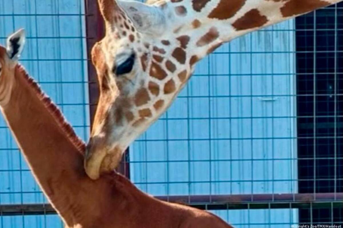 ¿Ha visto a una jirafa sin manchas? Esta sería la única en el mundo