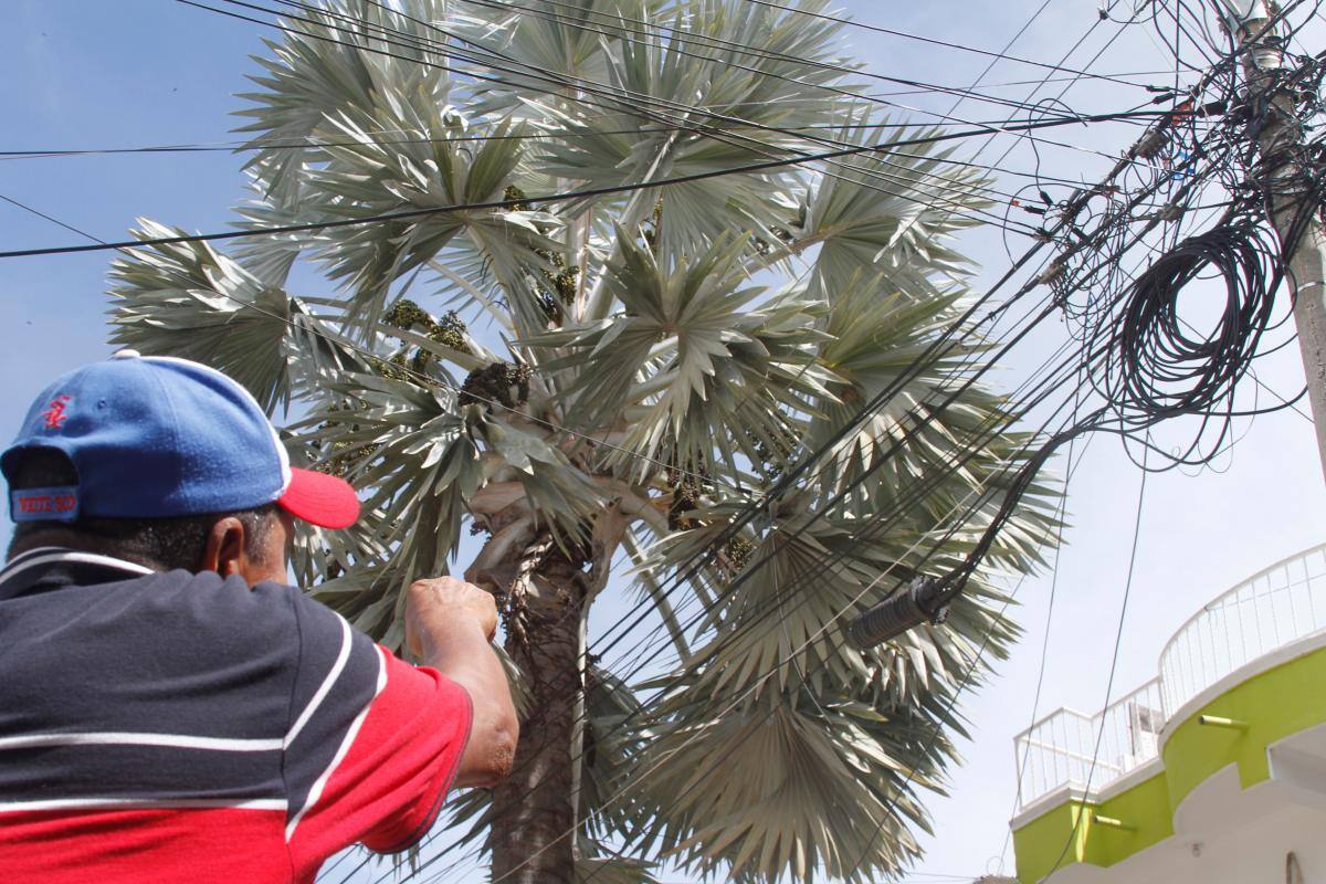 “Tenemos más de 15 árboles energizados”: temor en Los Jardines