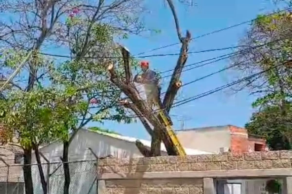 Inspeccionan árboles en colegios del Distrito para garantizar entornos seguros