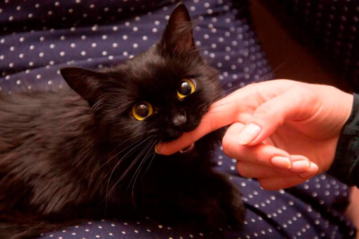 ¿Tiene gatos u otros animales negros? Protéjalos en Halloween