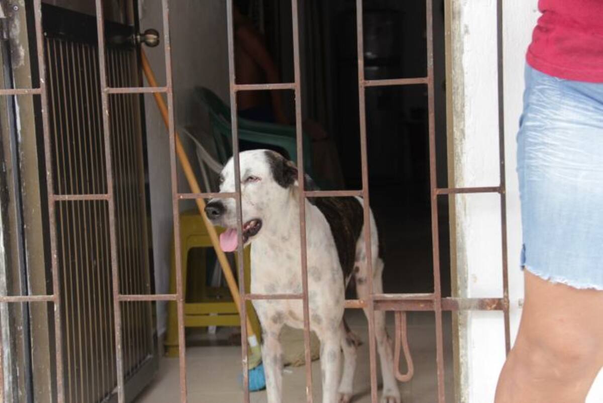 La dueña del perro, Maribel Mendivil, defendió a su animal y dijo que se lo llevaría del barrio y respondería por las medicinas del niño. Erica Otero Brito- El Universal