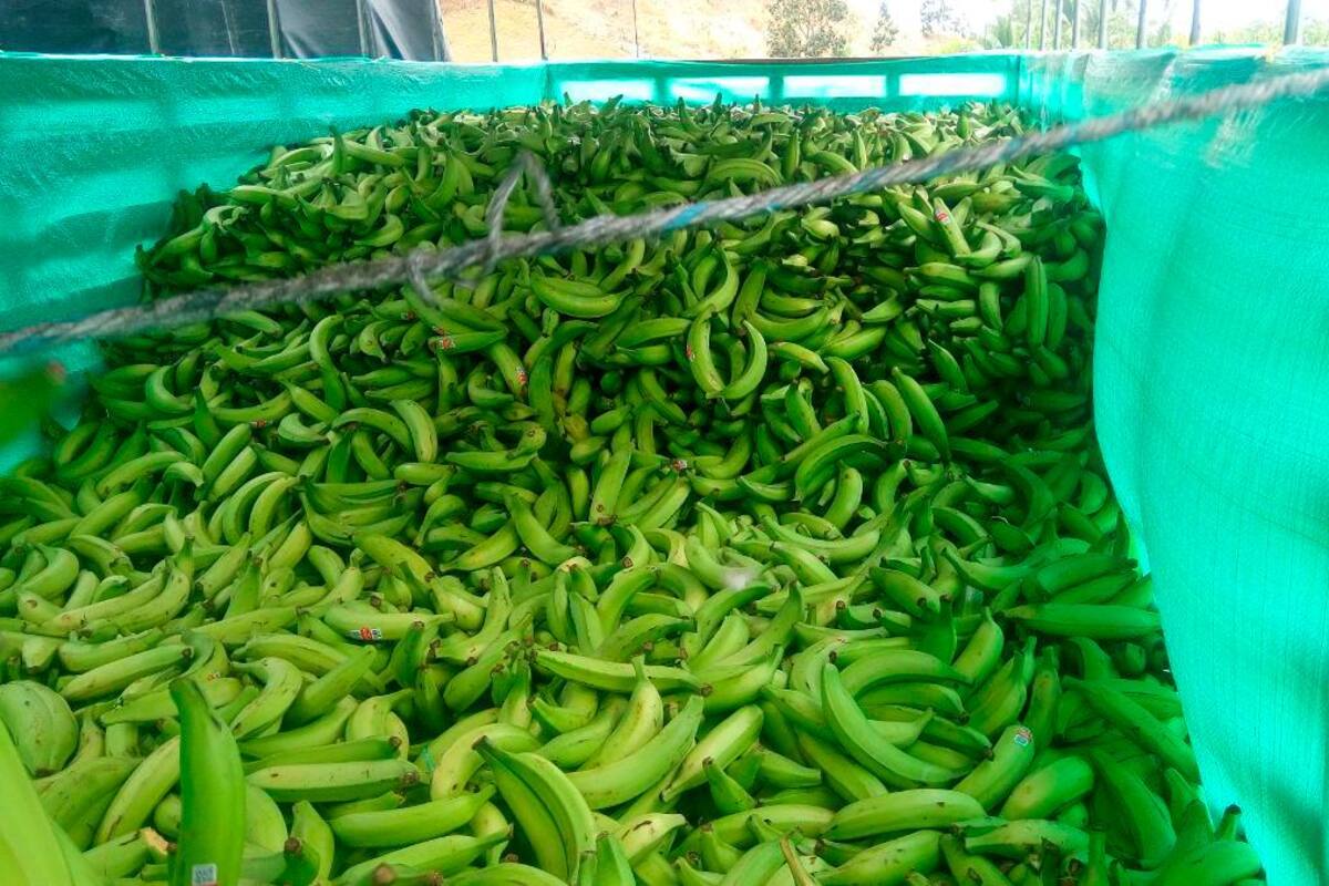 Imposible comer patacones en Córdoba: el plátano está a $1.100
