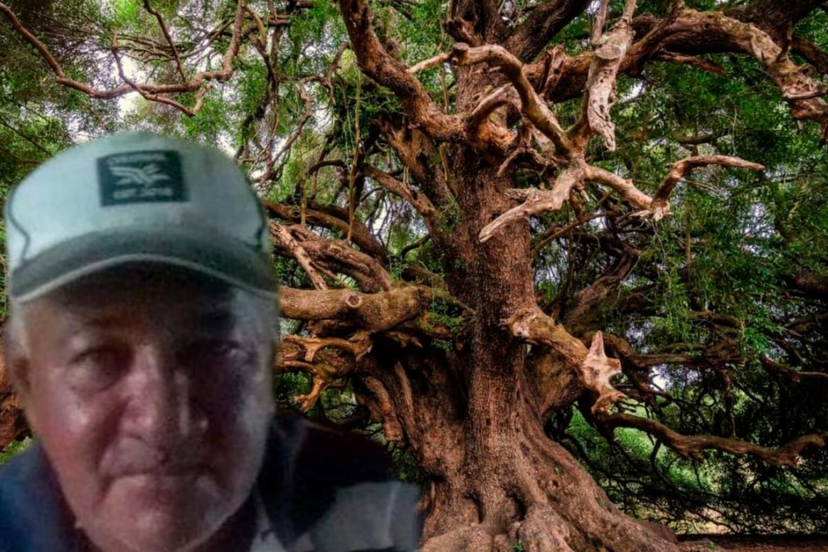 ¡Lamentable! Frondoso árbol le cayó mientras trabajaba en finca y murió