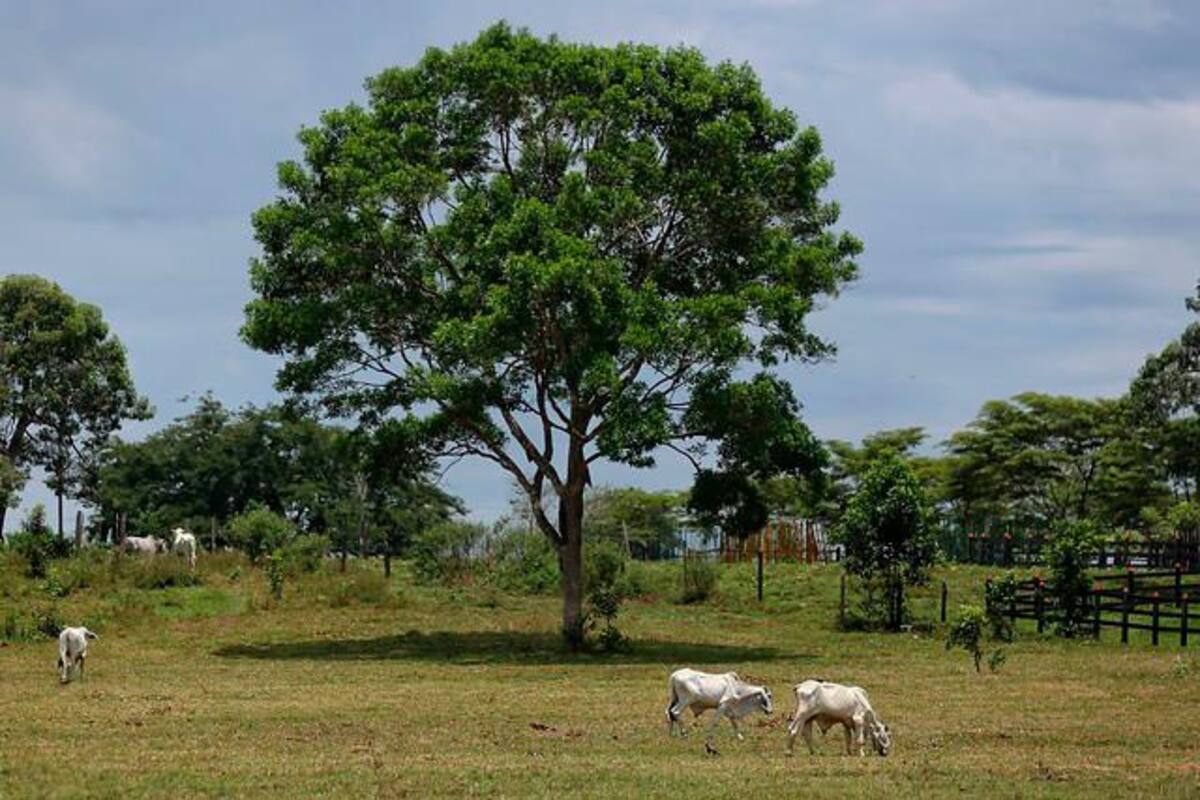 Colombia no ratificó el acuerdo de Escazú, que entró en vigencia este jueves