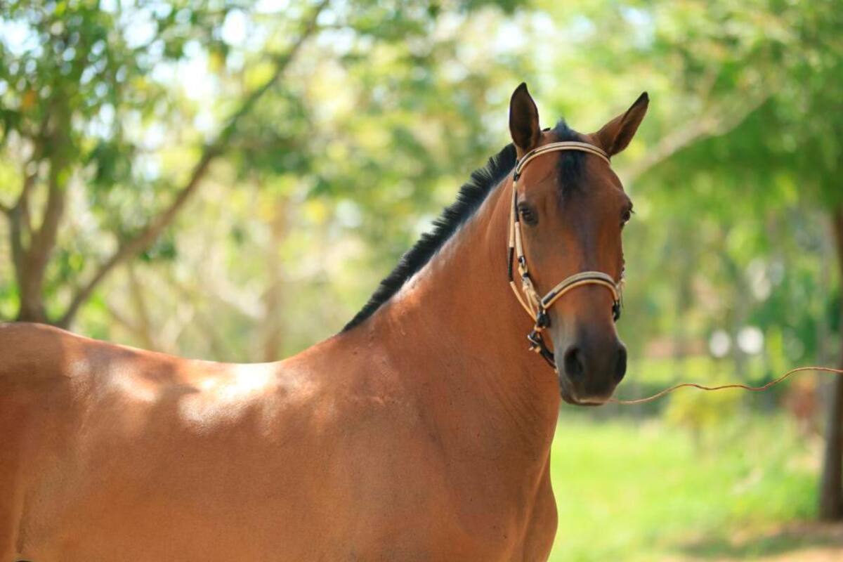‘Triana de Tierra Grata’, otro de los ejemplares que anima las competencias equinas en Expo Arjona 2023. // Cortesía.