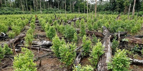 Suspensión del monitoreo de cultivos de coca en Colombia es temporal: EE.UU.