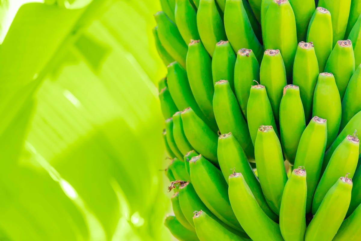 Exportaciones de frutas: los sabores más vendidos de Colombia en el mundo