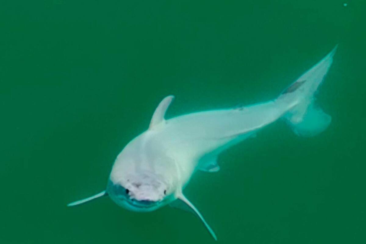 ¡Por primera vez! Avistan y graban un tiburón blanco recién nacido