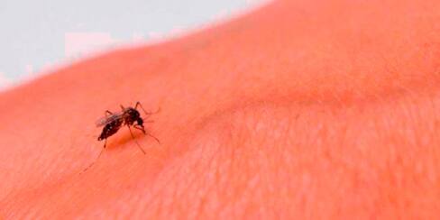 ¡Alerta! En Cartagena se registran más casos de dengue que en 2021