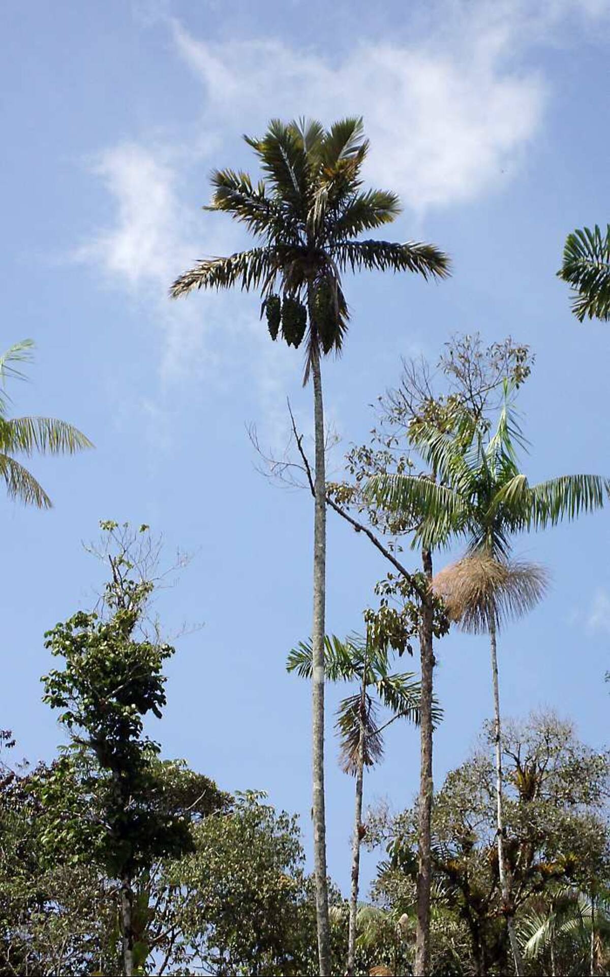 Una nueva población silvestre de la palma de cera de Sasaima, Ceroxylon sasaimae, fue encontrada en zona rural de San Luis, Antioquia