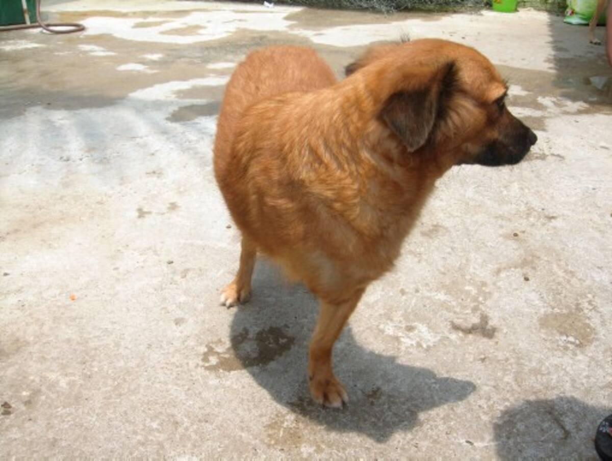 Este perro llegó al albergue con una de sus patas enfermas y a pesar de todos los intentos por recuperarla no se pudo y se le debió amputar.