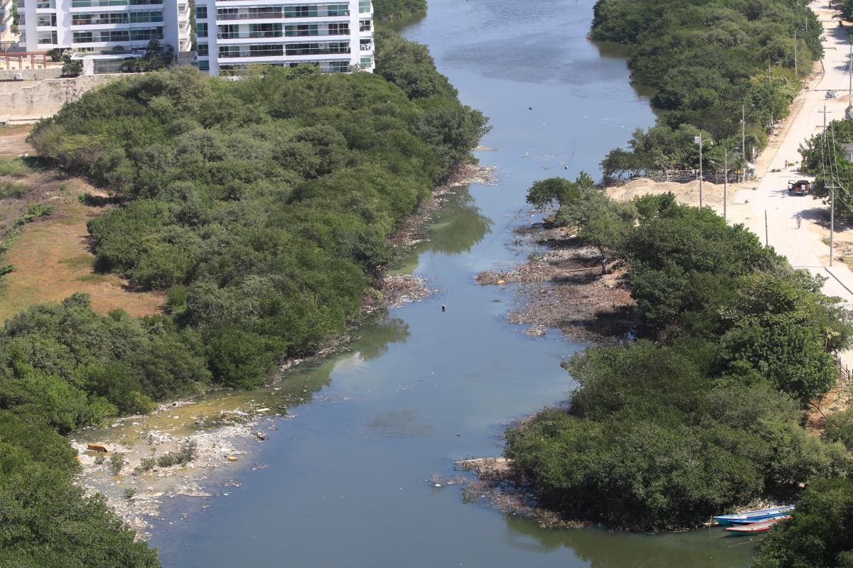Tras críticas de varios sectores, Distrito explica poda de mangles en Crespo