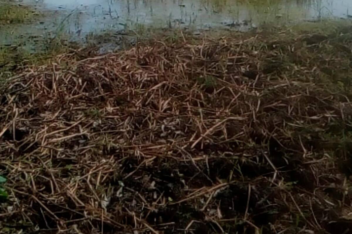 En Granada (Sincé) lanzan S.O.S ante difícil situación por la sequía