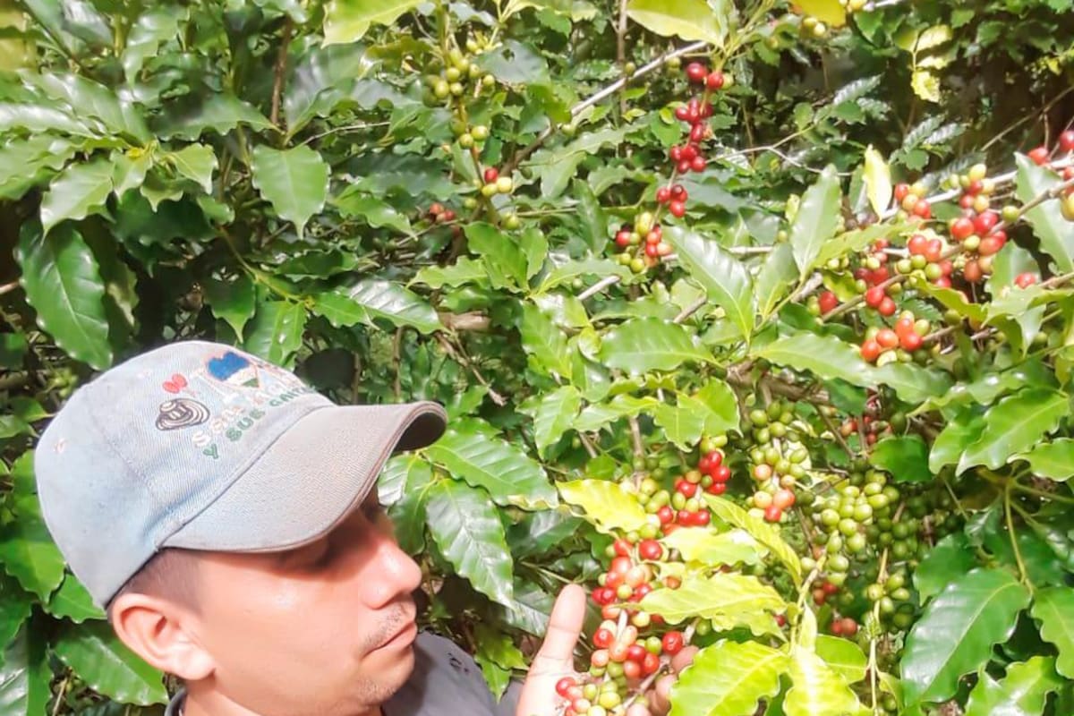 Solo tres municipios de Bolívar cultivan café