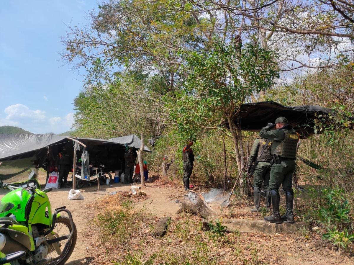 Las autoridades desmantelaron una red de tala de árboles