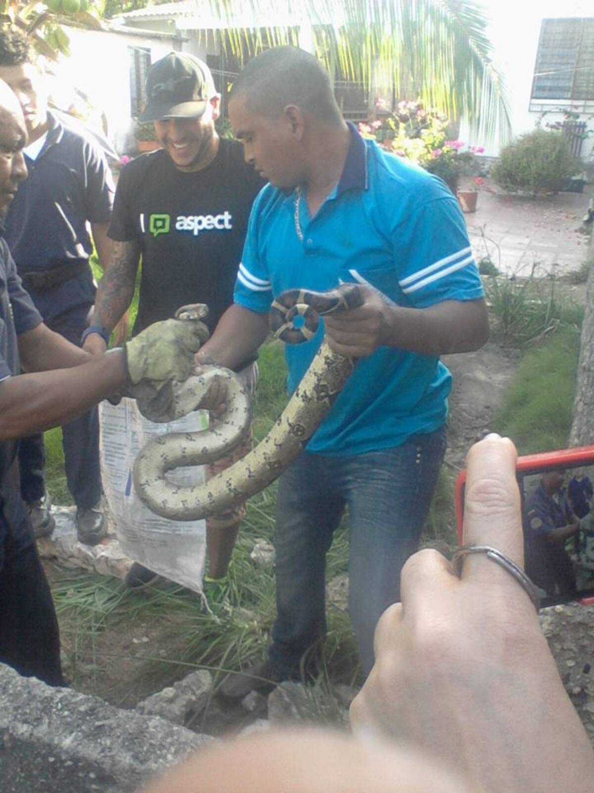 La imagen corresponde a la serpiente Boa, capturada en casa de María Cristina Gómez.