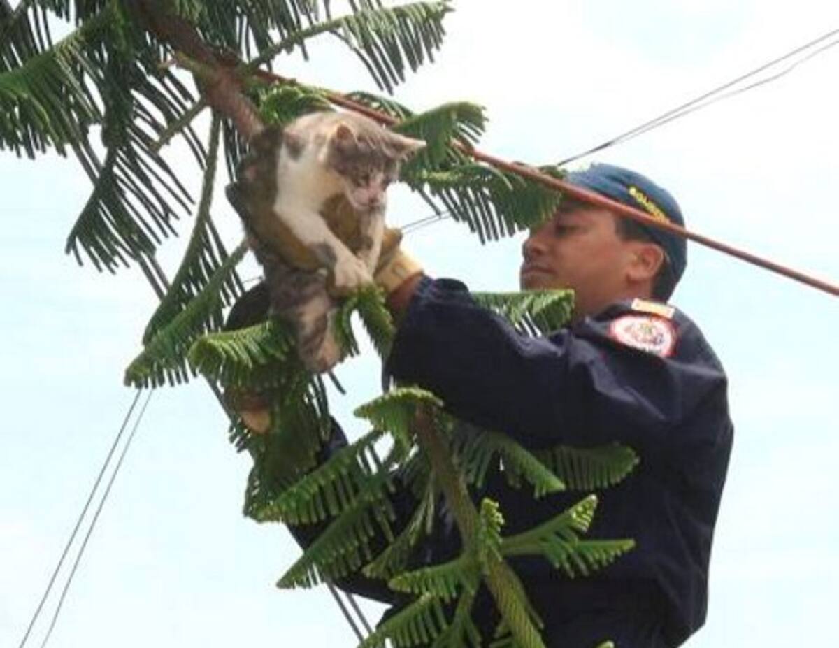 Momentos en que los Bom-beros bajan al gato, sano y salvo. Cortesía / Claudia Fortich / Q’ Hubo