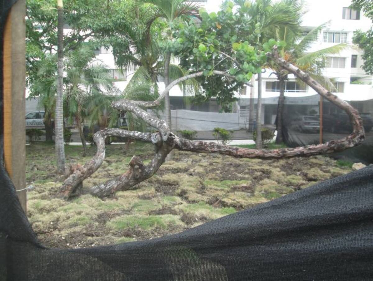 Esta zona de Castillo está sometida a un plan de recuperación para convertirla en jardín. ANGÉLICA BLANCO, GENTE BAHÍA - EL UNIVERSAL
