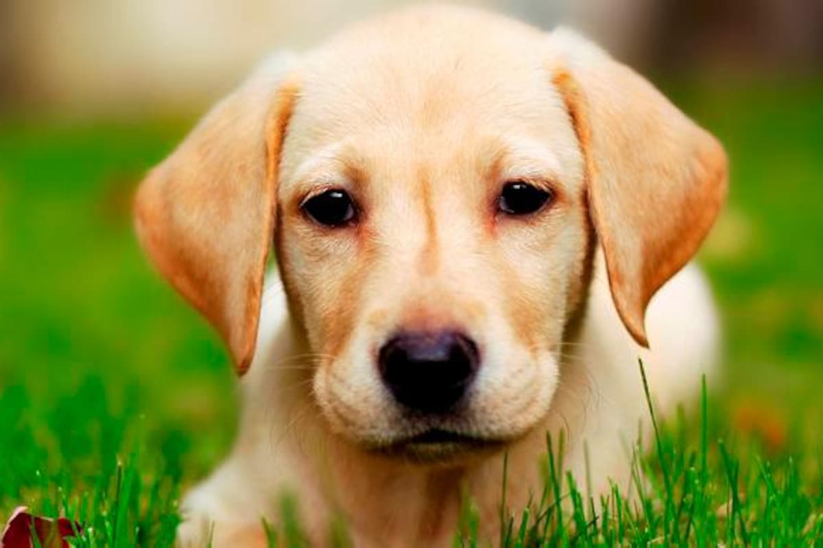 Recomendaciones para asistir a su mascota en caso de emergencia