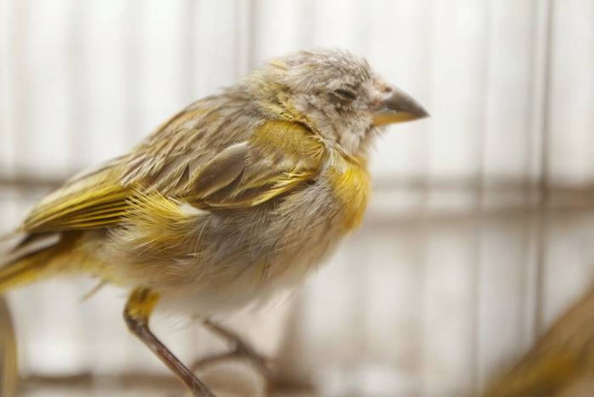 JULIO CASTAÑO - EL UNIVERSAL