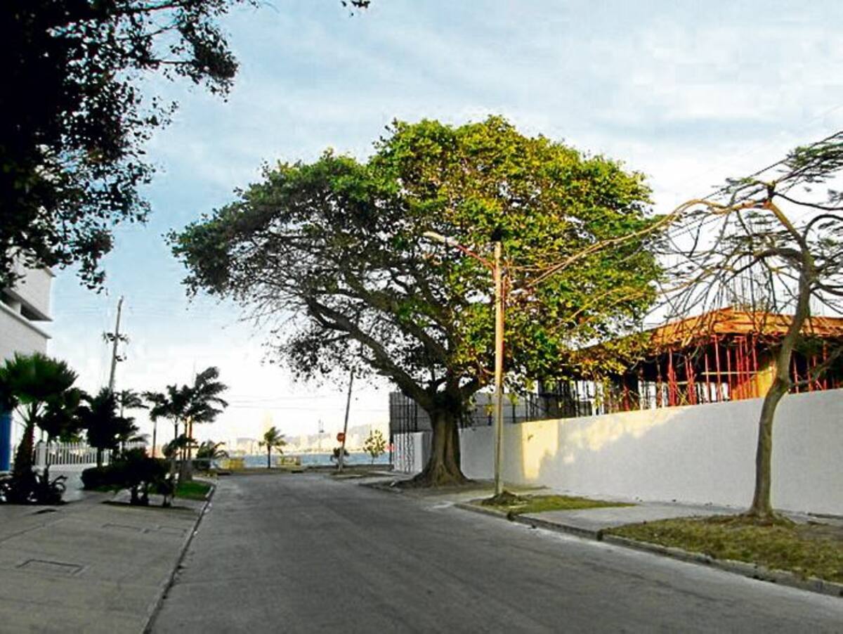 En la Carrera 11 de Castillogrande, entre Avenida Piñango y Calle 6, la vida esta fronda parece extinguirse.