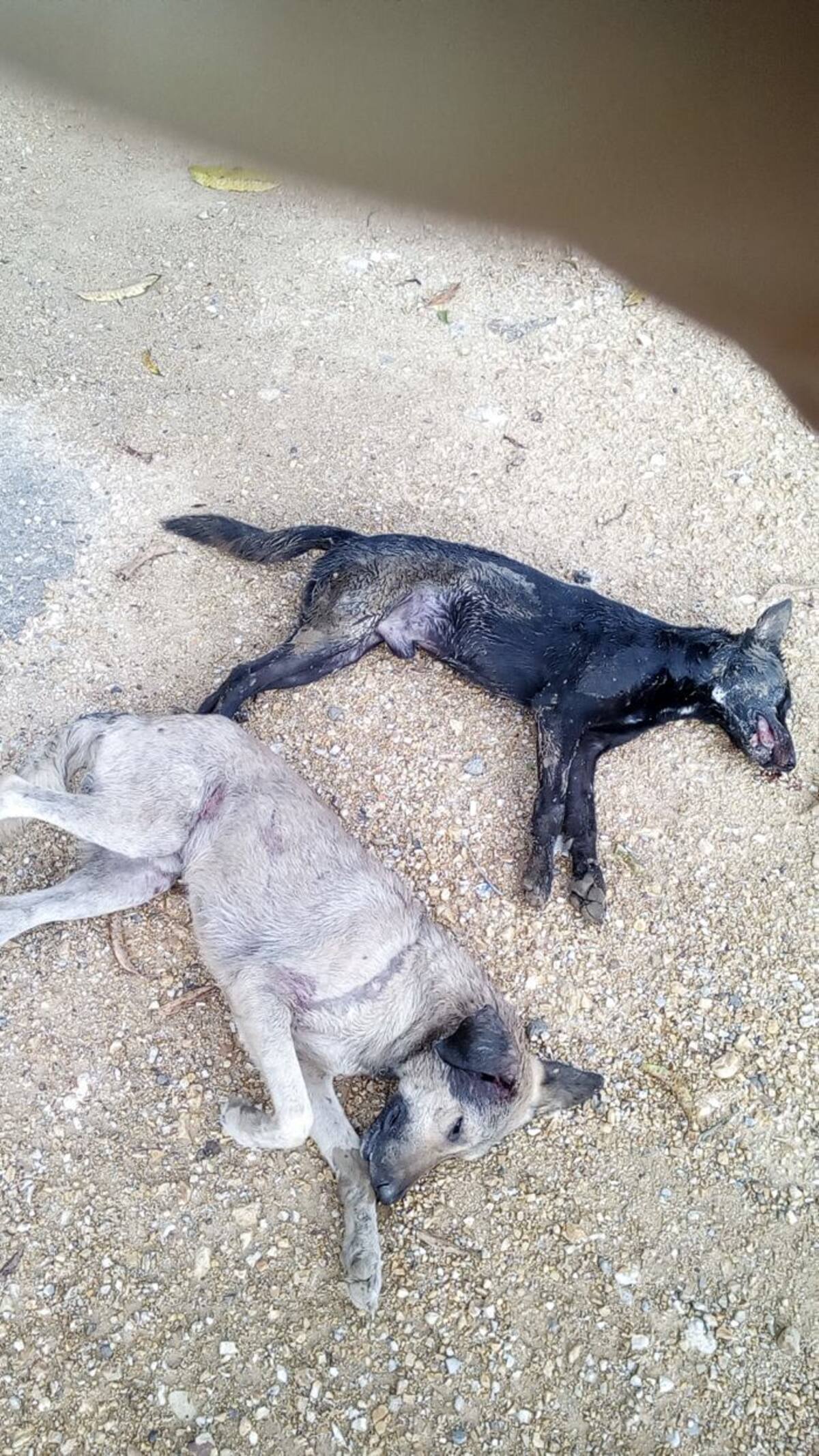 Aproximadamente 20 perros habían sido envenenados, al parecer con pescado para poder llevarse el dinero y los demas elementos. LILA LEYVA VILLARREAL