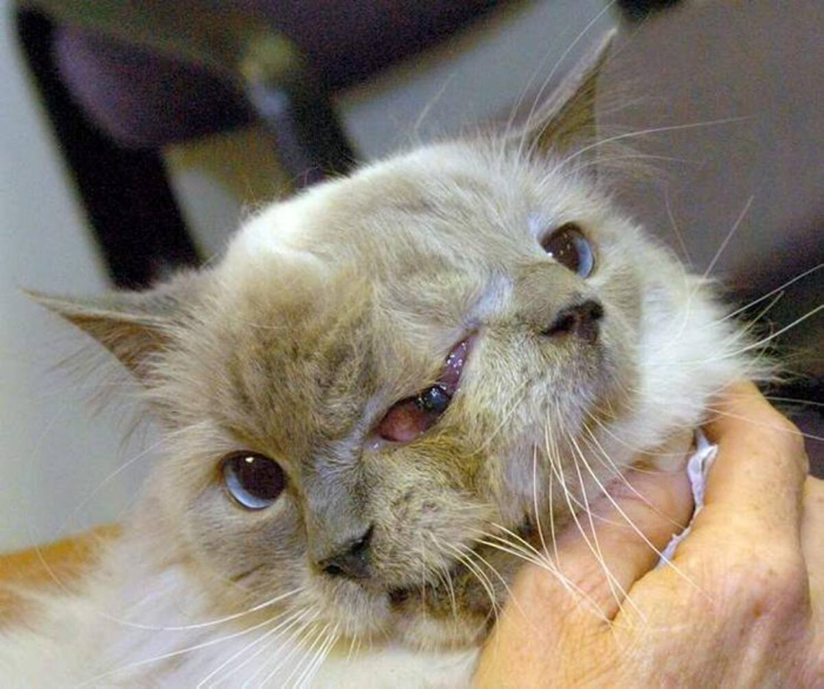 Frank y Louie, el gato de dos caras TOMADO DE INTERNET.