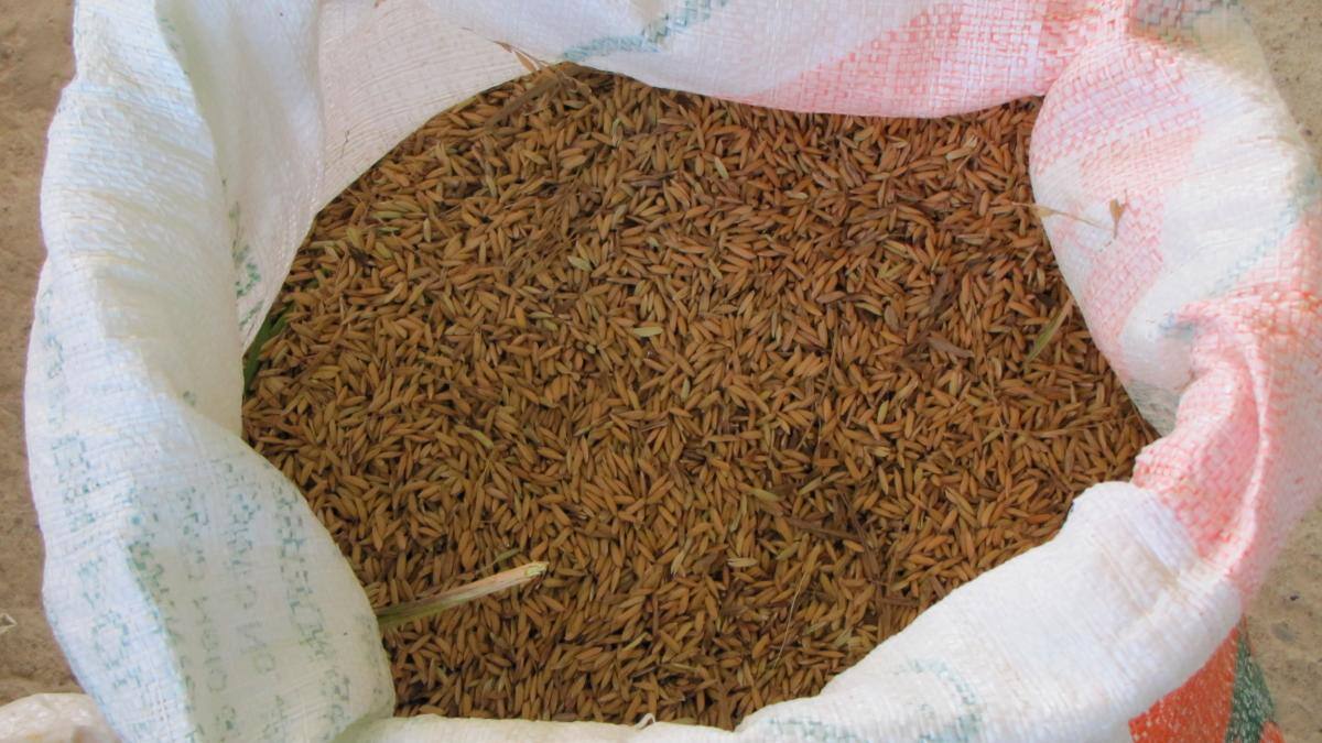 Los arroceros requieren de más inversión en investigación.